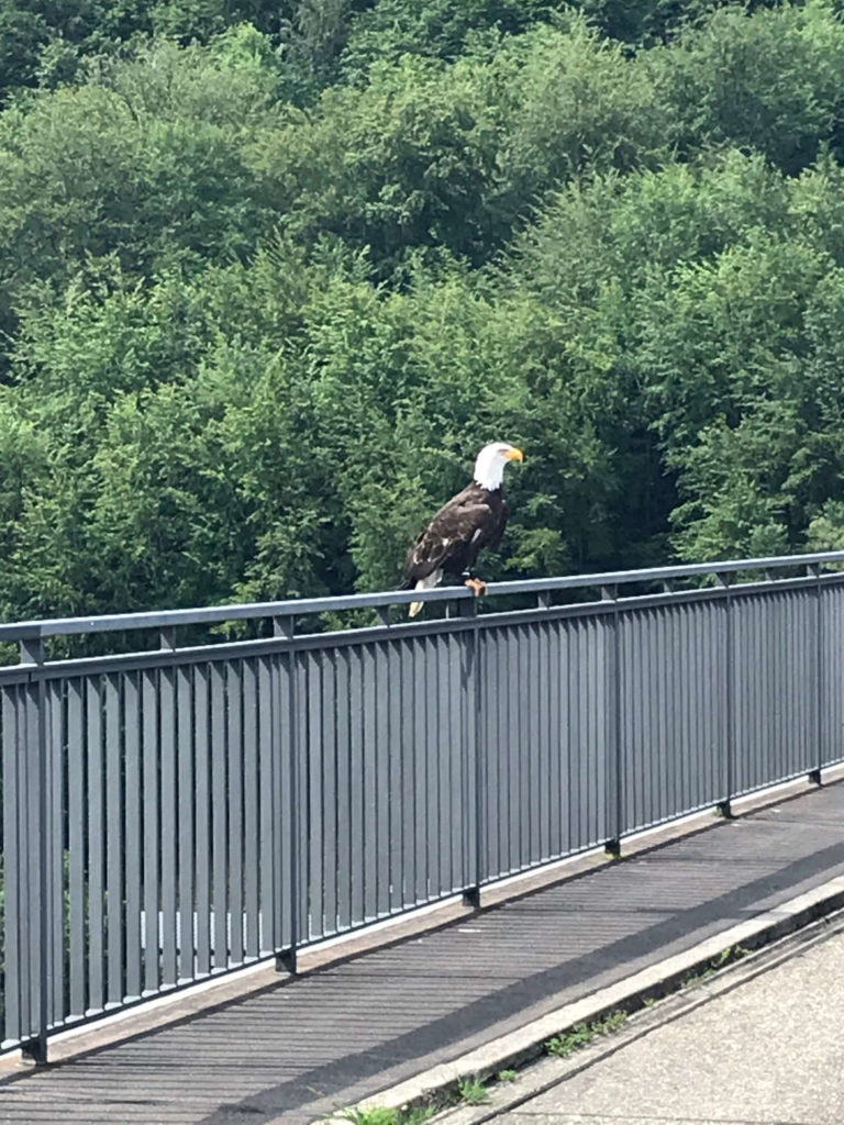 Weisskopfseeadler