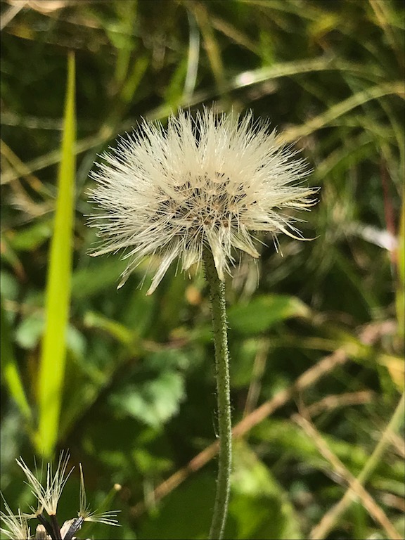 Strohblume