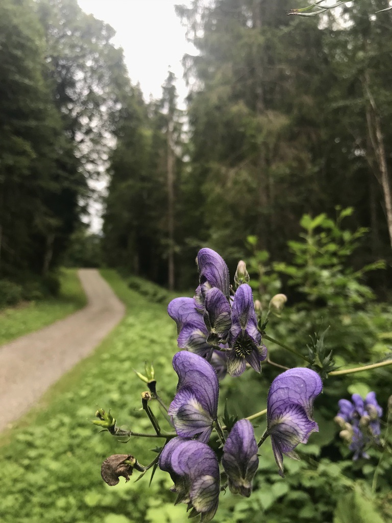 Weg am Bolgenfluss