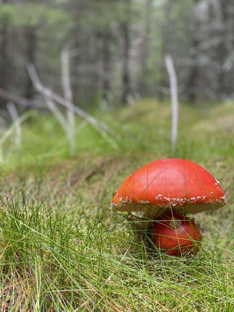 roter Pilz