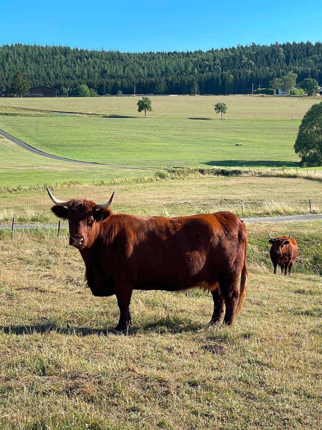 Kuhweide Ausblick