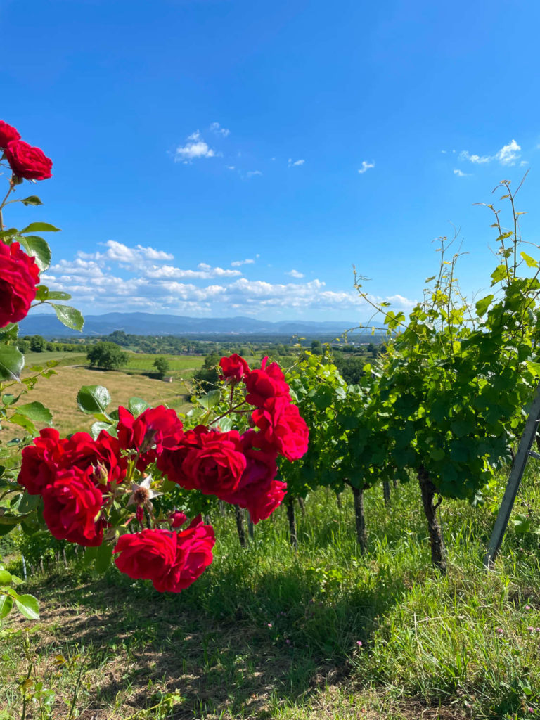 Weinberge Teningen