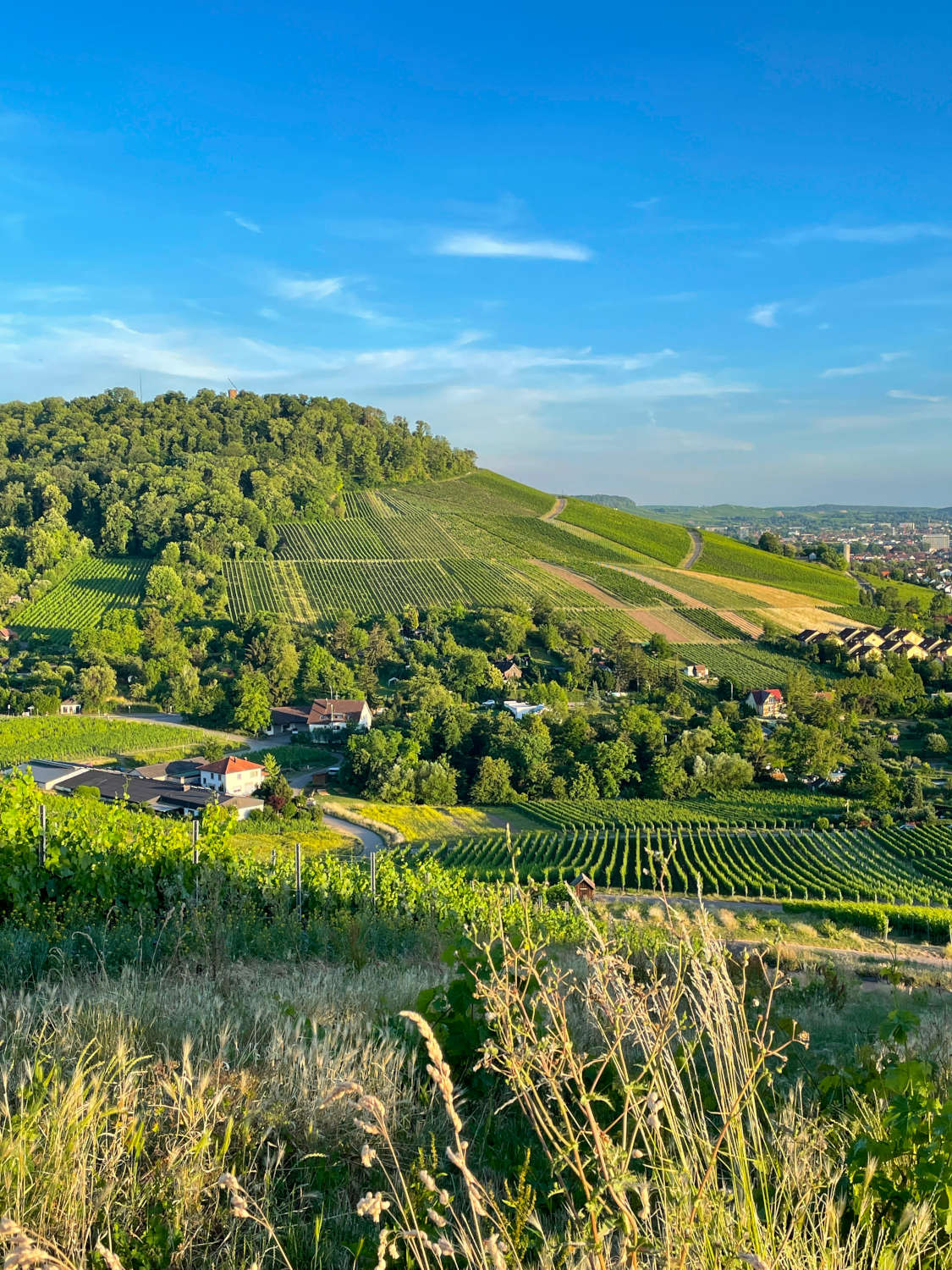 Blick aufs Weingut Fischer