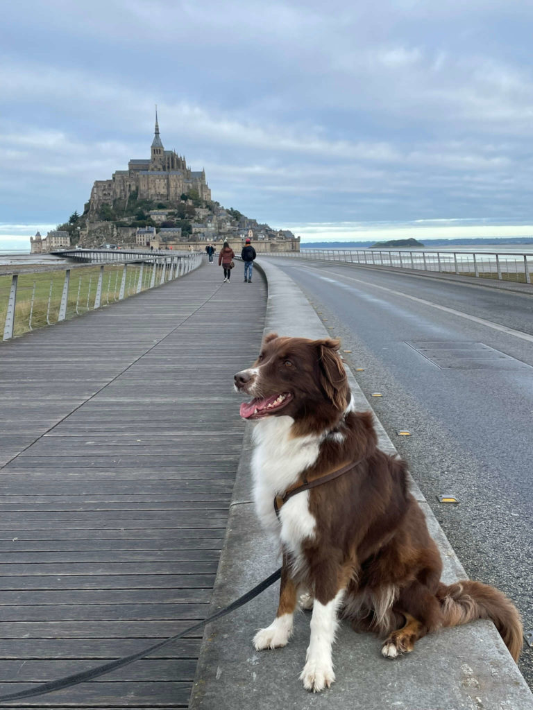 Le Mont Saint Michel mit Hund