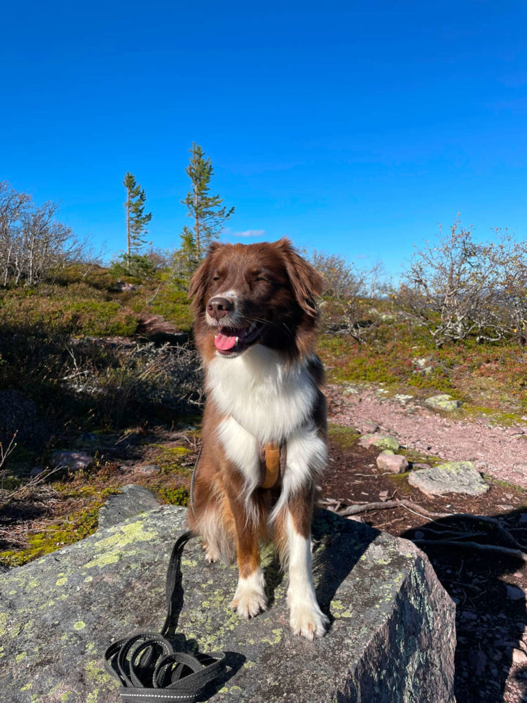 Fulufjället Nationalpark