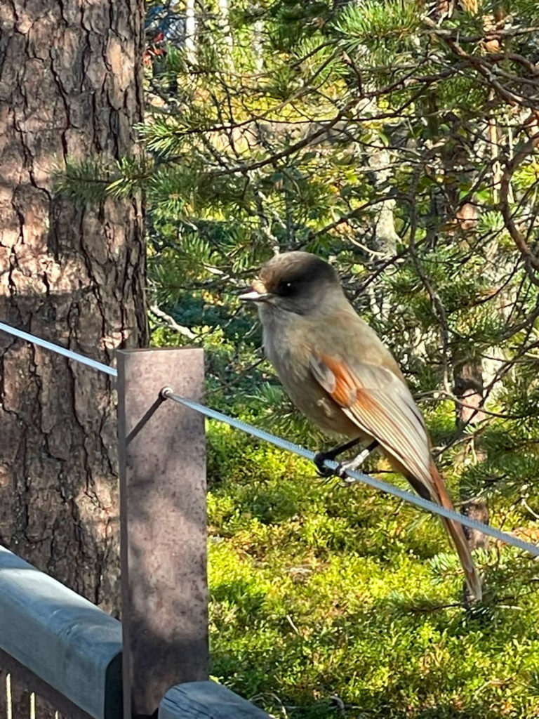Fulufjället Nationalpark