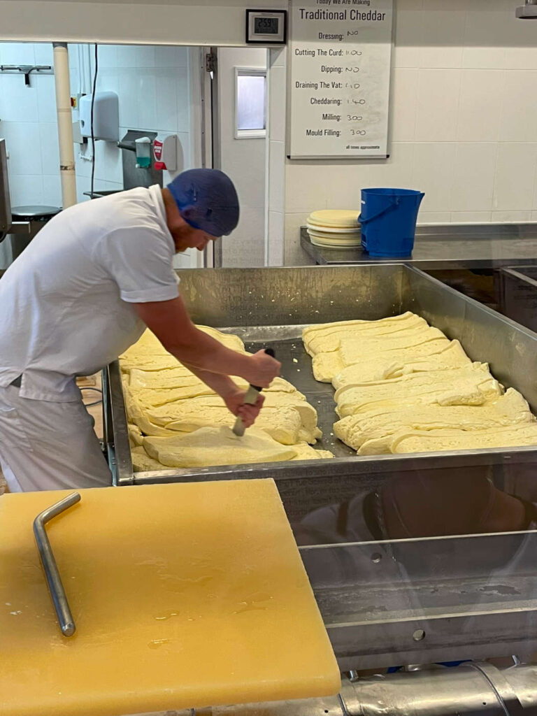 Cheddar Käse Herstellung