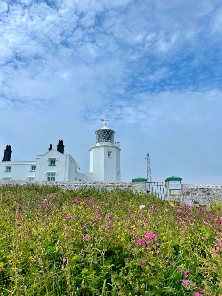 Lizard Point